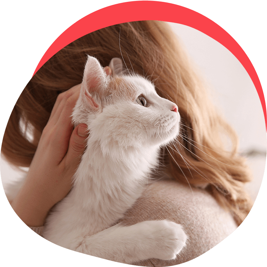 BetterPet Wellness happy cat being petted